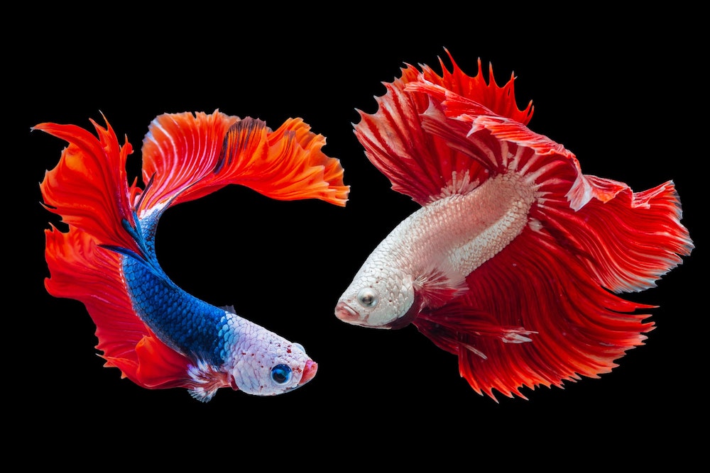 ikan cupang